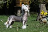 CHIEN NU CHINOIS 025
